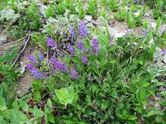 Oxytropis coerulea coerulea