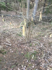 Corylus avellana