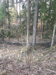 Corylus avellana