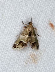 Arescoptera idiotypa