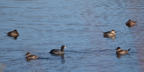 American Coot photographed in Maine