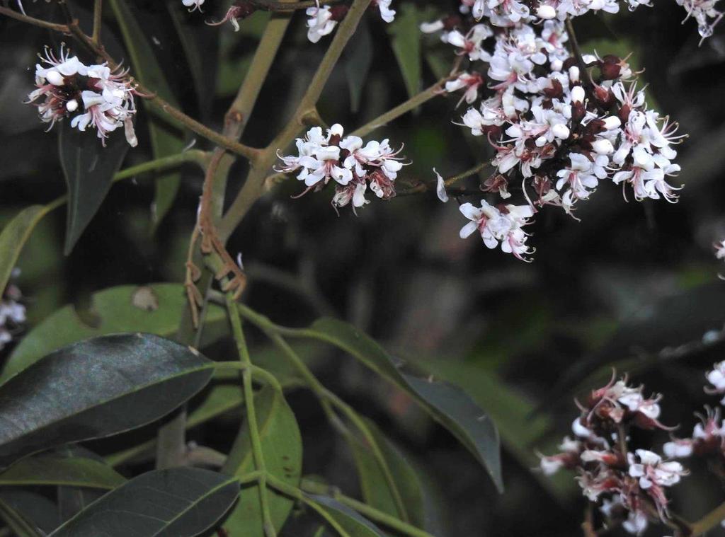 Soft-fruited Ormosia