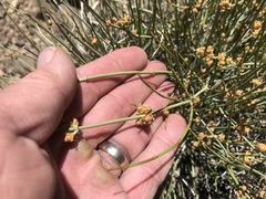 Ephedra torreyana