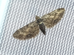 Eupithecia columbiata