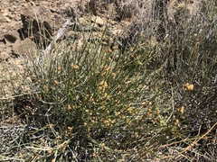 Ephedra torreyana