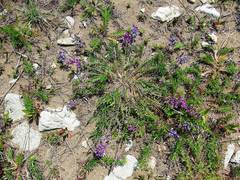 Oxytropis coerulea coerulea