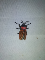 Edebessa nigropuncta