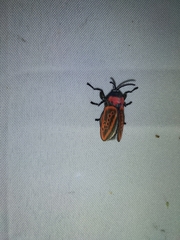 Edebessa nigropuncta