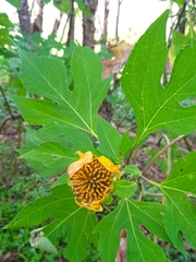 Tithonia diversifolia image