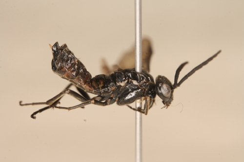 6-spot Dawn-treader