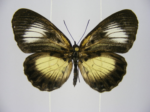 Mesoxantha ethosea