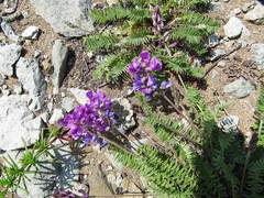 Oxytropis coerulea coerulea