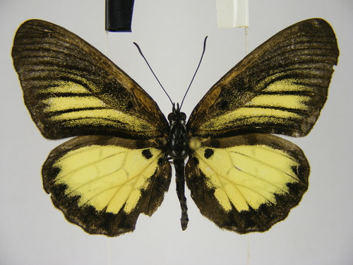 Mesoxantha ethosea