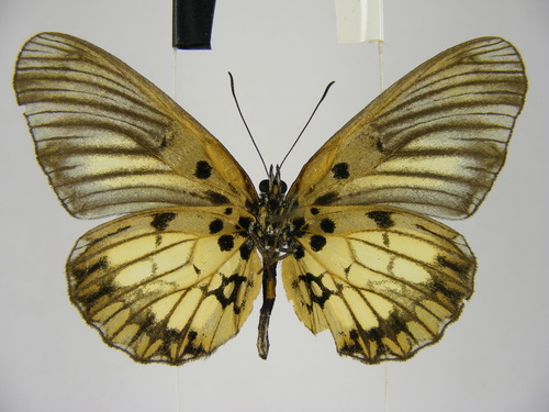 Mesoxantha ethosea