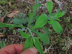 Aureolaria virginica