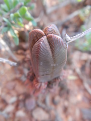 Crassula pyramidalis