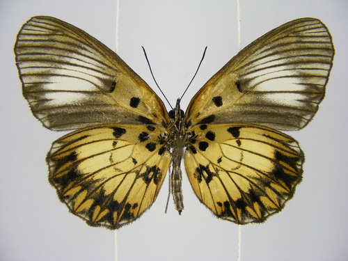 Mesoxantha ethosea