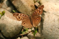 Junonia lemonias aenaria