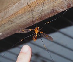 Leptotarsus regificus