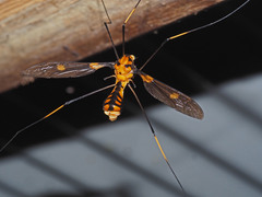 Leptotarsus regificus