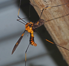 Leptotarsus regificus