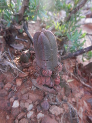Crassula pyramidalis