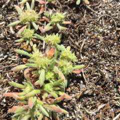 Chorizanthe cuspidata