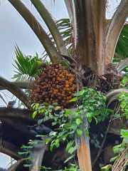 Psittacula longicauda