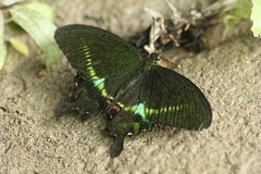 Papilio hermosanus