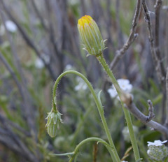 Calycoseris parryi