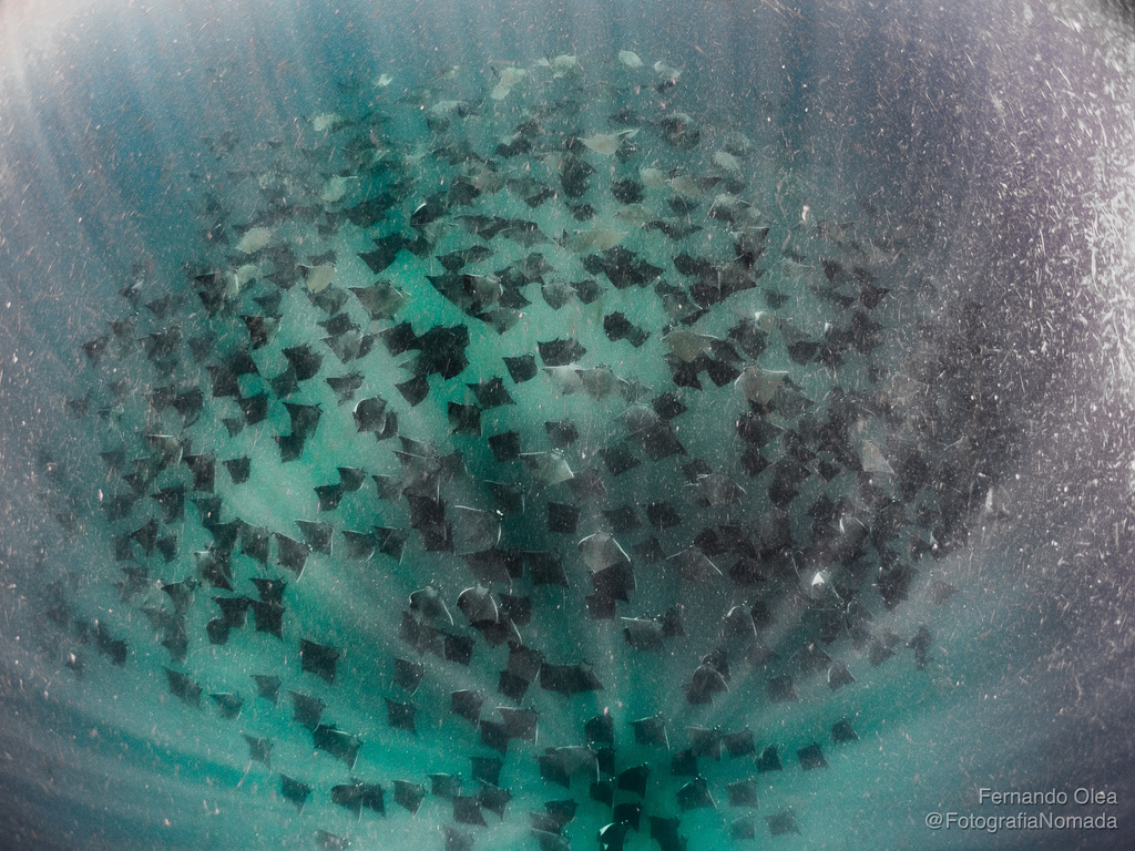 Foto de Manta de Munk (Mobula munkiana)