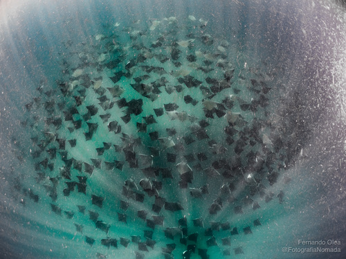 Munk's devil ray (Mobula munkiana) — Myliobatidae