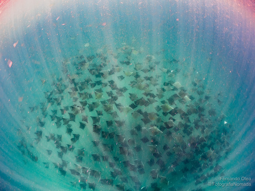 Foto de Manta de Munk (Mobula munkiana)