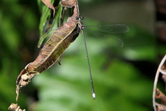 Ecchlorolestes nylephtha