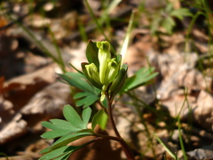Corydalis intermedia