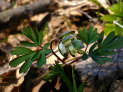 Corydalis intermedia