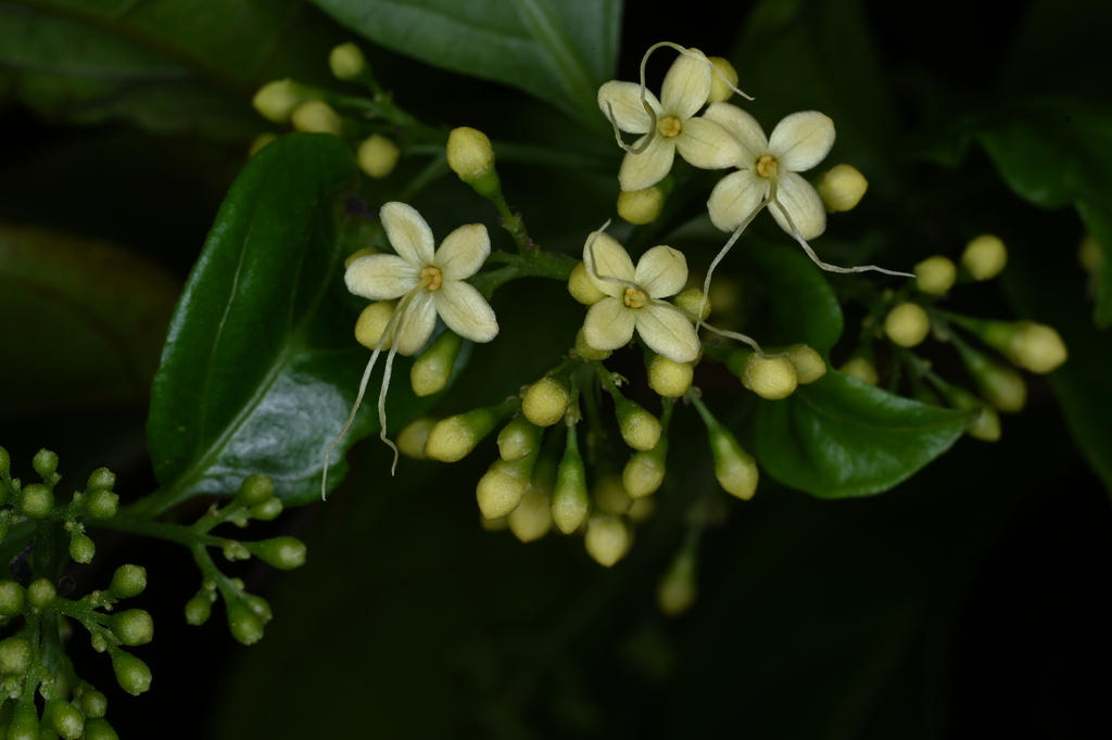 Aegiphila martinicensis
