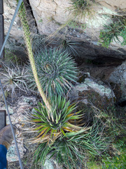 Agave schidigera