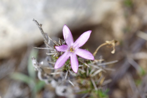 Image of Houstonia acerosa by (c) Michelle W. （鍾偉瑋）, some rights reserved (CC BY)