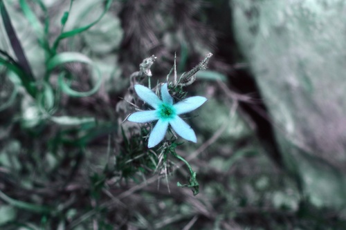Image of Needleleaf Bluet by (c) Michelle W. （鍾偉瑋）, some rights reserved (CC BY)