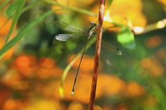 Ecchlorolestes nylephtha