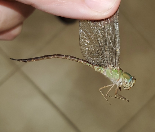 Pale-green Darner photo 6