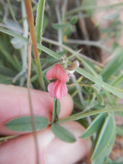 Indigofera disticha