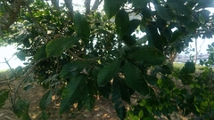 Melicope semecarpifolia