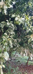 Crescentia cujete image