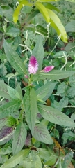 Celosia argentea image