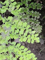 Adiantum concinnum image