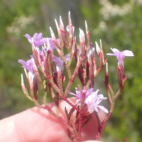 Image of Limonium scabrum by (c) Nicola van Berkel, some rights reserved (CC BY-SA)