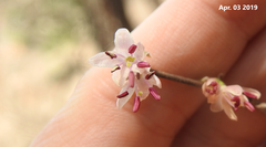 Lonicera praeflorens