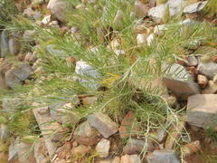 Gomphocarpus tomentosus tomentosus